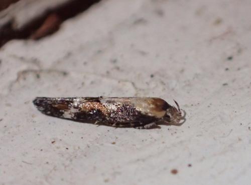Mompha sp.